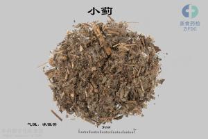 小蓟 标本图